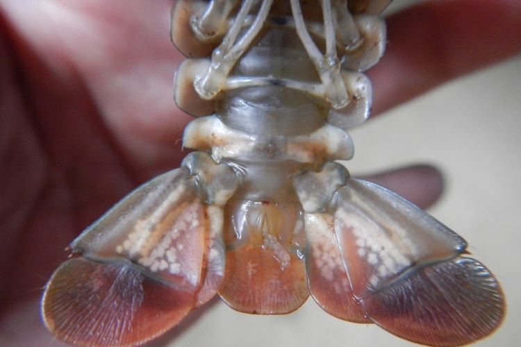  産卵直前期のザリガニのメスに現れるセメント腺