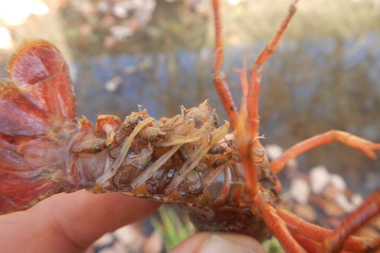 ザリガニの稚魚が独り歩きする開始直後の様子