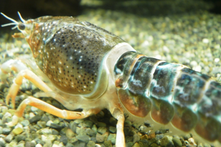 脱皮直前の様子