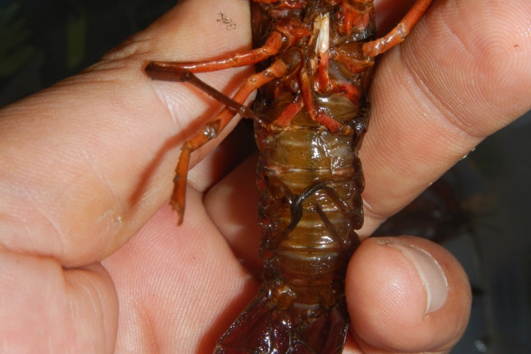 オス。腹部中央に生殖器（交尾肢）がある