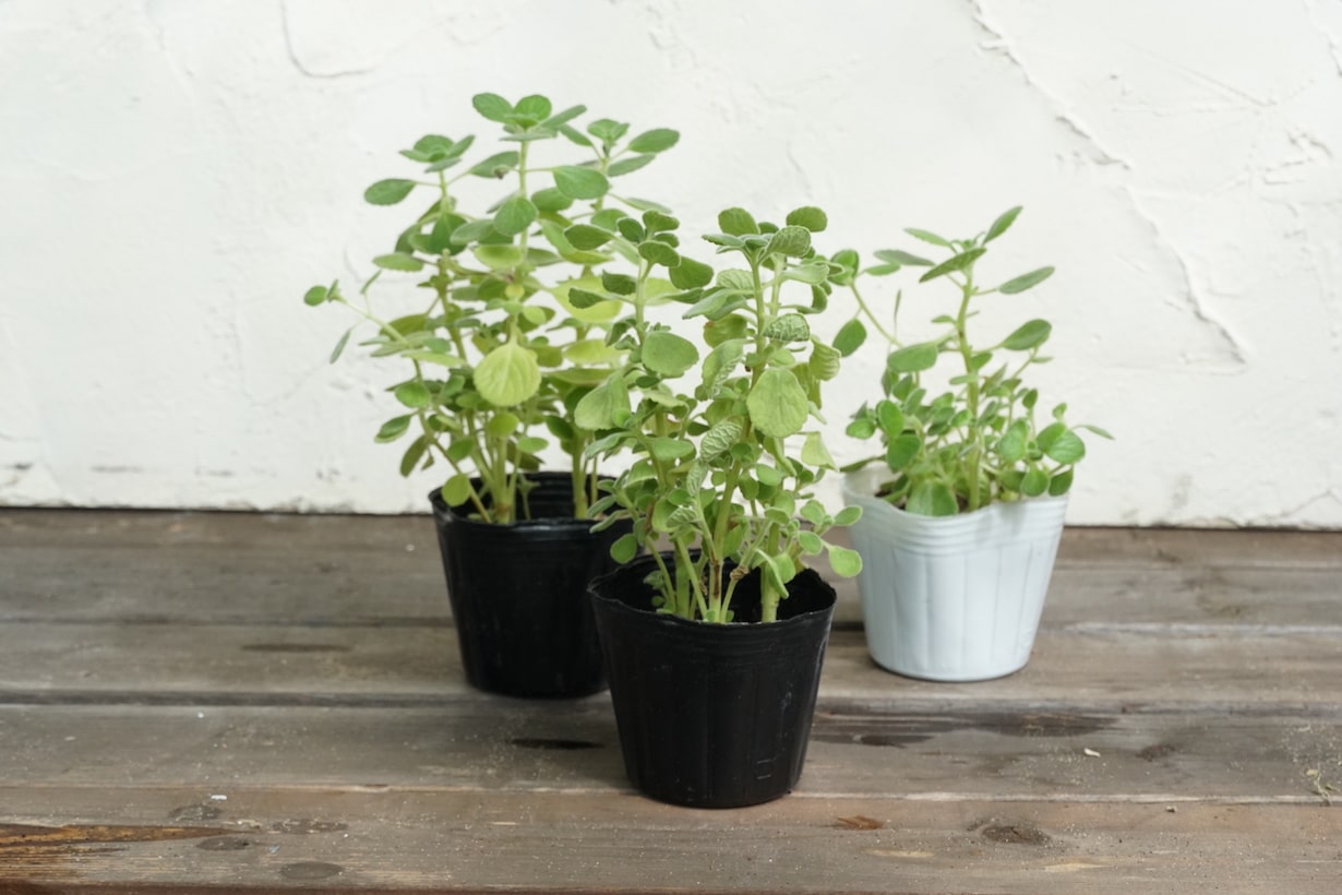 基本】知っておきたい植えつけのやり方 | となりのカインズさん