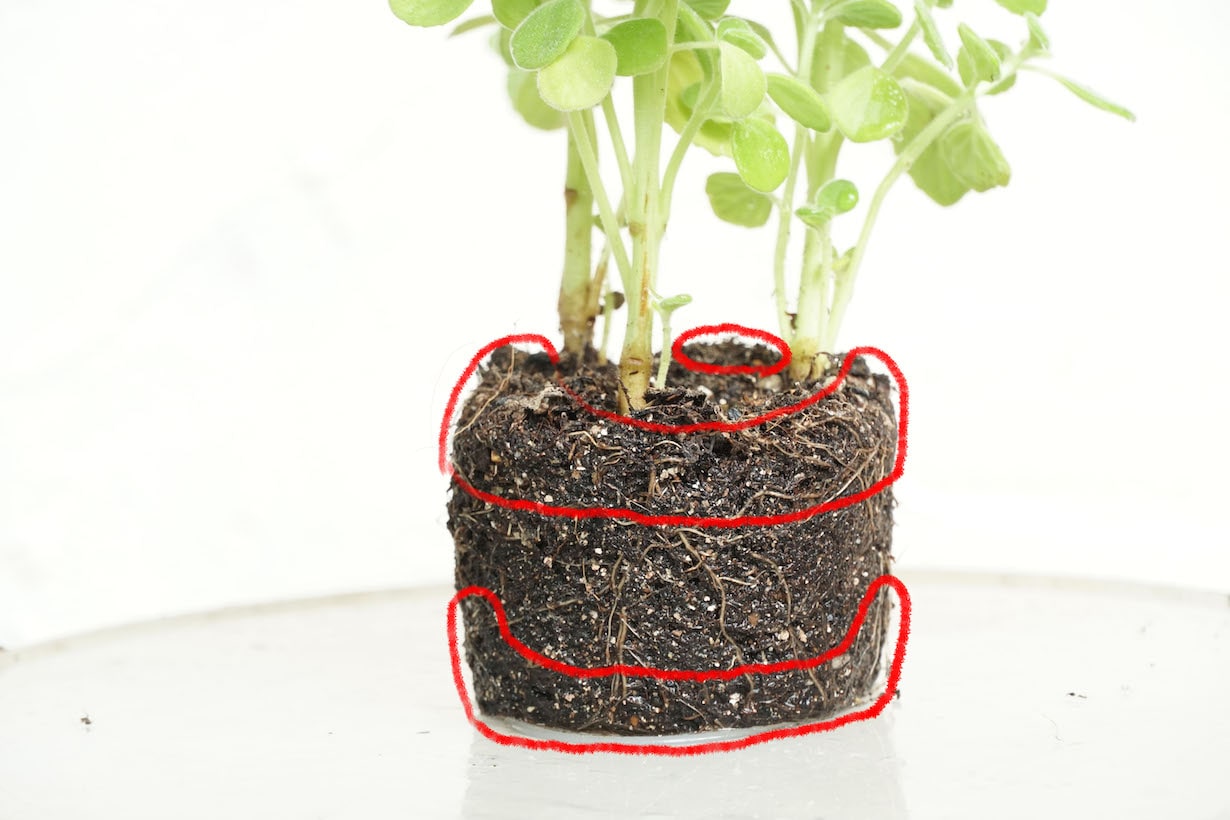 基本】知っておきたい植えつけのやり方 | となりのカインズさん