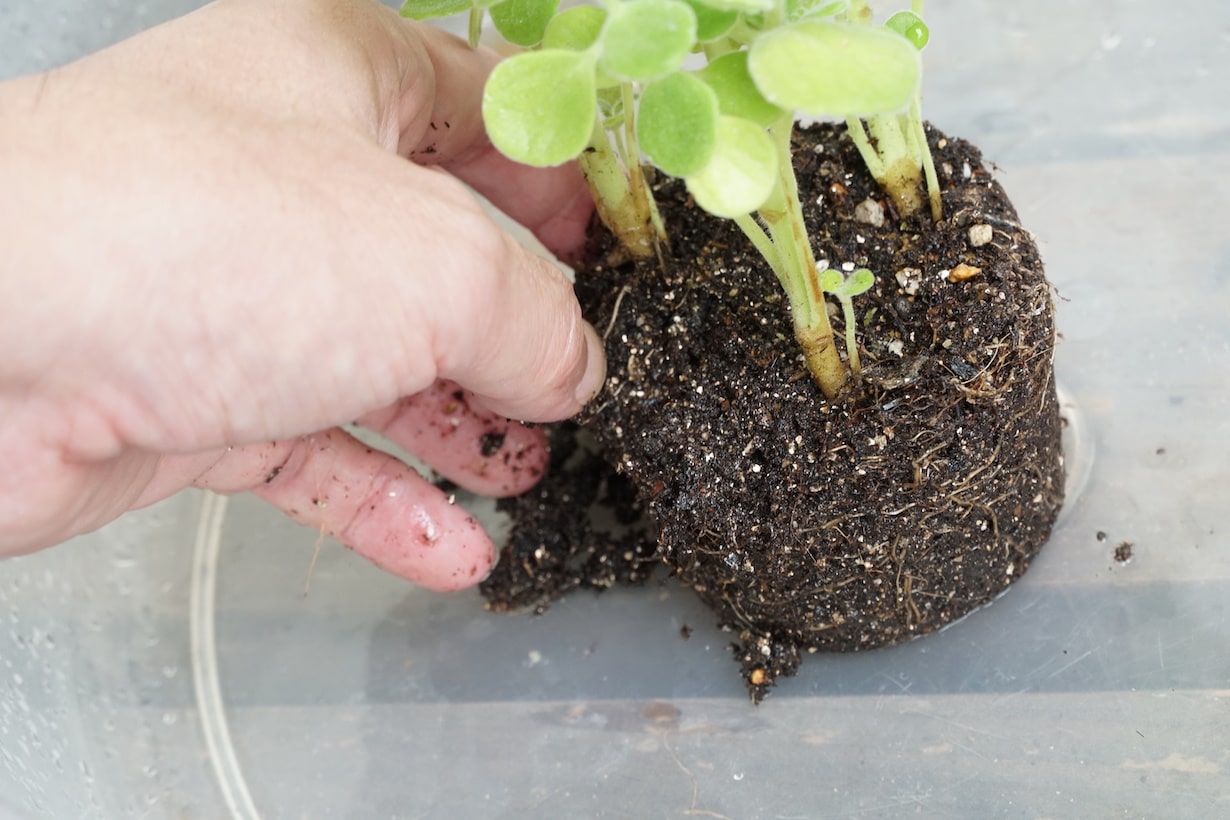 【基本】知っておきたい植えつけのやり方 | となりのカインズさん