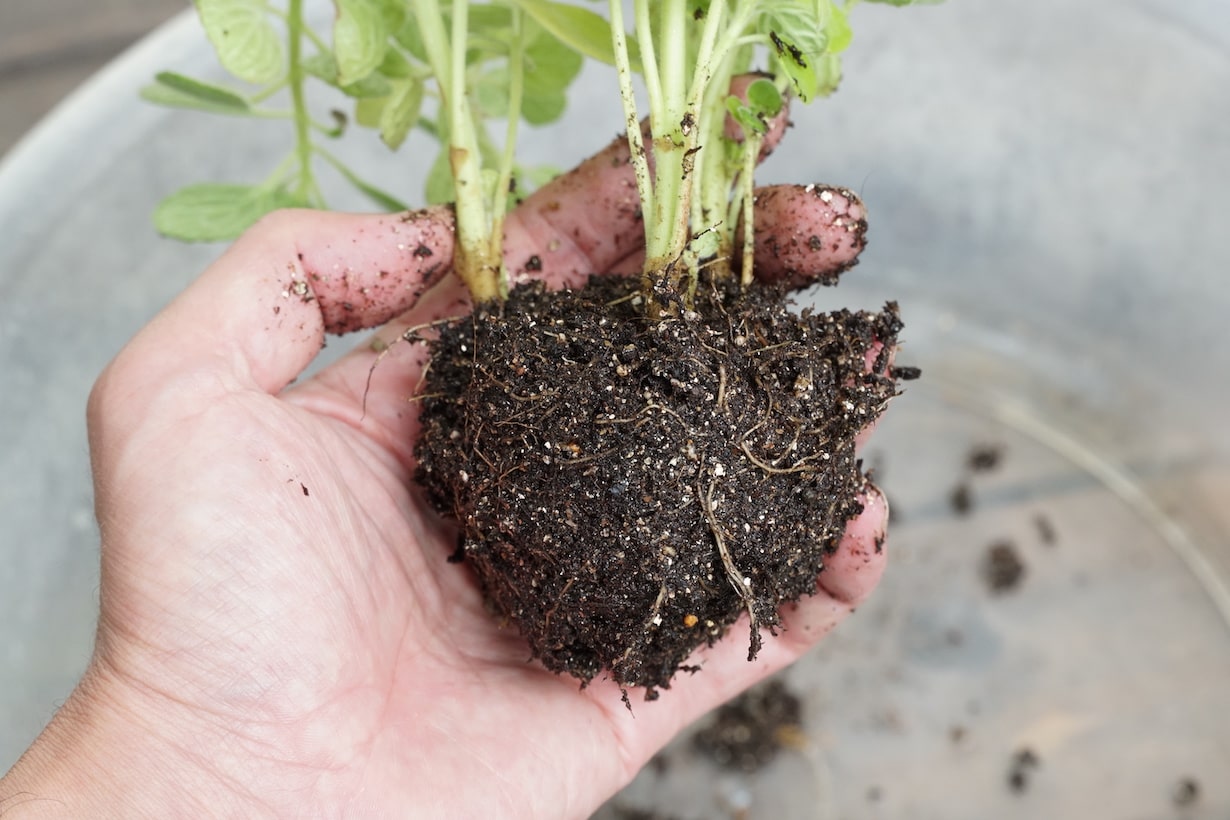 【基本】知っておきたい植えつけのやり方 | となりのカインズさん