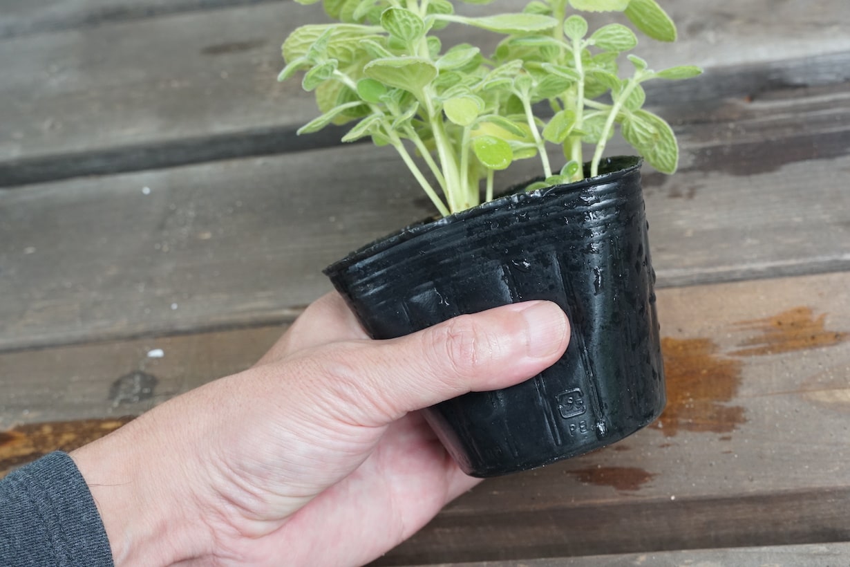 【基本】知っておきたい植えつけのやり方 | となりのカインズさん