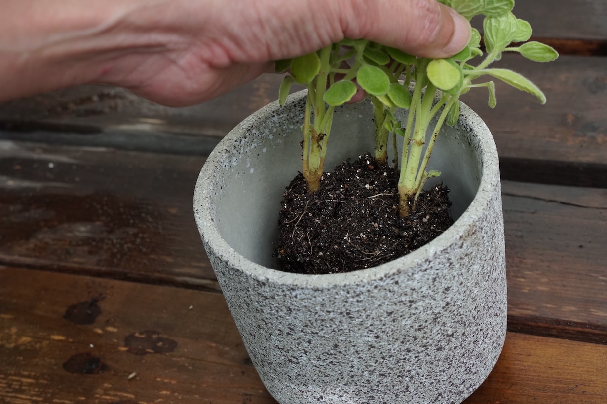 基本】知っておきたい植えつけのやり方 | となりのカインズさん