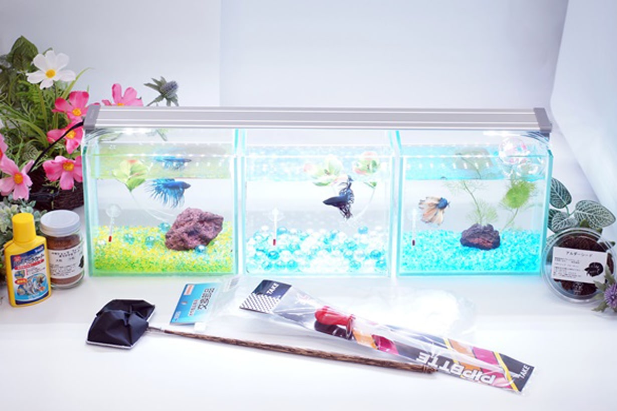 ベタの飼育初心者です。: ベタ 飼育 難しい | お魚飼育初心者がベタを飼い始めた話｜ごみり – DNVGC