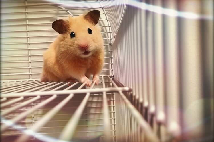 初心者にもおすすめハムスターケージの選び方｜掃除方法も解説