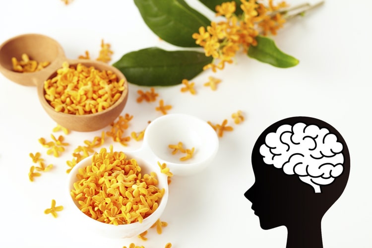 金木犀の香りを嗅ぐと懐かしくなるのには、科学的な理由があった