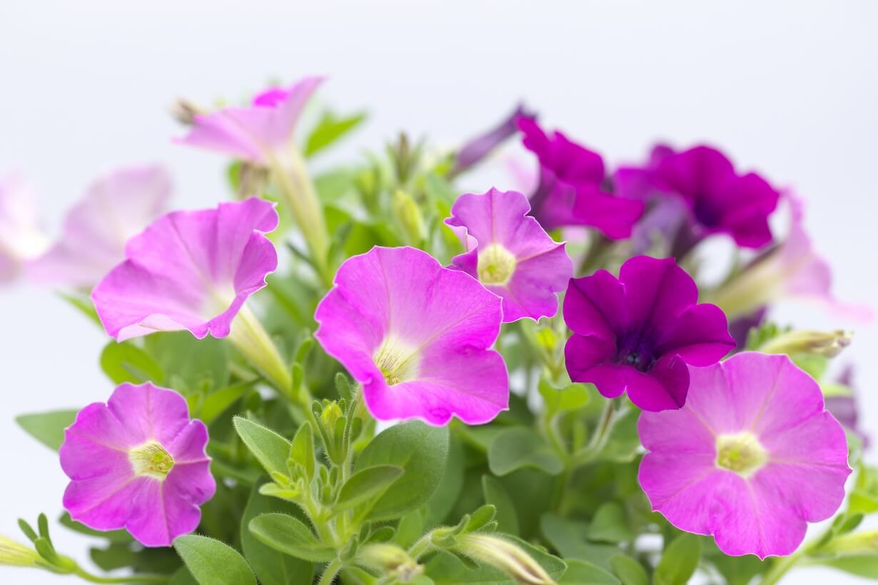 厳選 初心者でも育てやすい花18選 種類や育て方のポイント となりのカインズさん