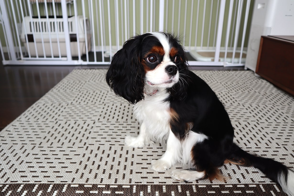 洗える 臭わない 破れにくい カインズのペット用品で極楽リビングに大改造 愛犬も白目で爆睡 となりのカインズさん