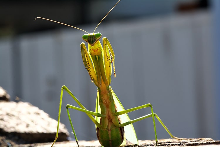 【カマキリの飼い方】人工エサから共食い防止、卵の採集方法まで詳しく解説！