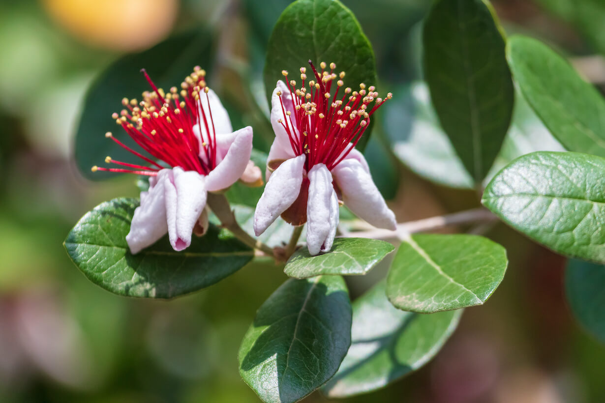 10.フェイジョア