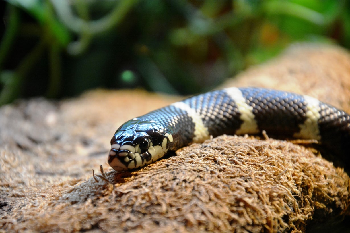 ヘビの飼い方 エサやり ハンドリング 脱皮不全の対処まで幅広く解説 となりのカインズさん