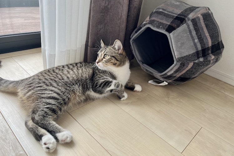 【猫の寒さ対策】あったか仕様のペットベッドを8ヵ月の子猫が比較検証