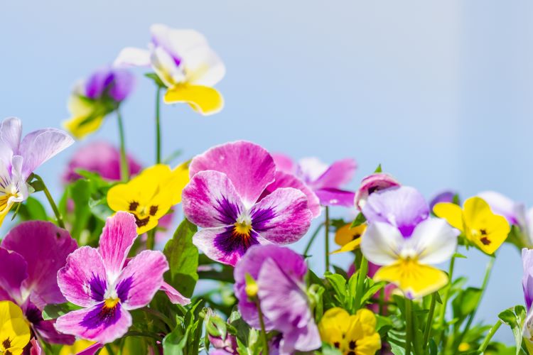 初心者でもわかりやすいパンジーとビオラの育て方