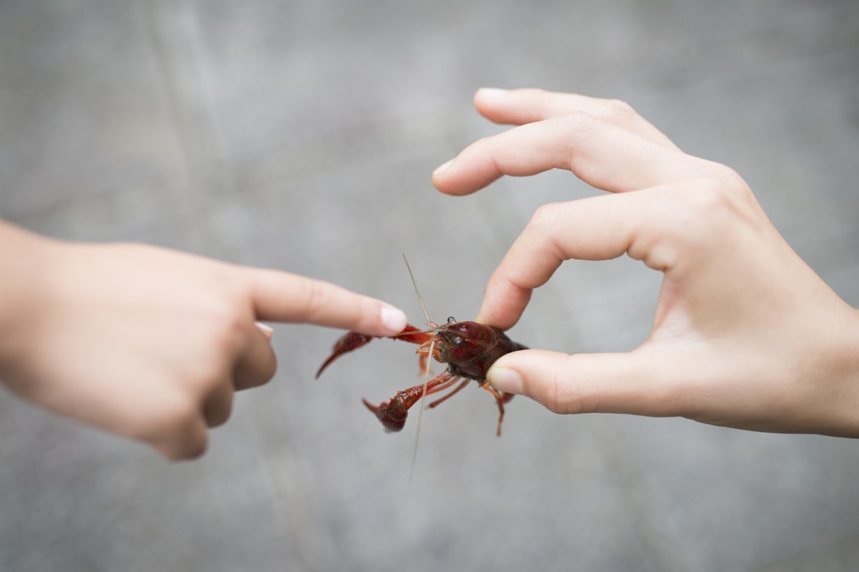 ザリガニの飼い方は難しい エサの種類や飼育水 捕まえ方などをまとめて解説 となりのカインズさん