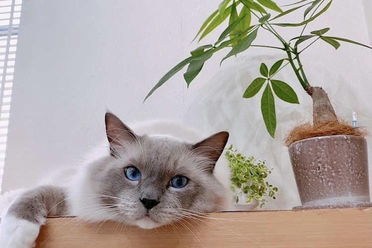 猫に安全な観葉植物とは？ おすすめ一覧や対策方法も【獣医師監修】