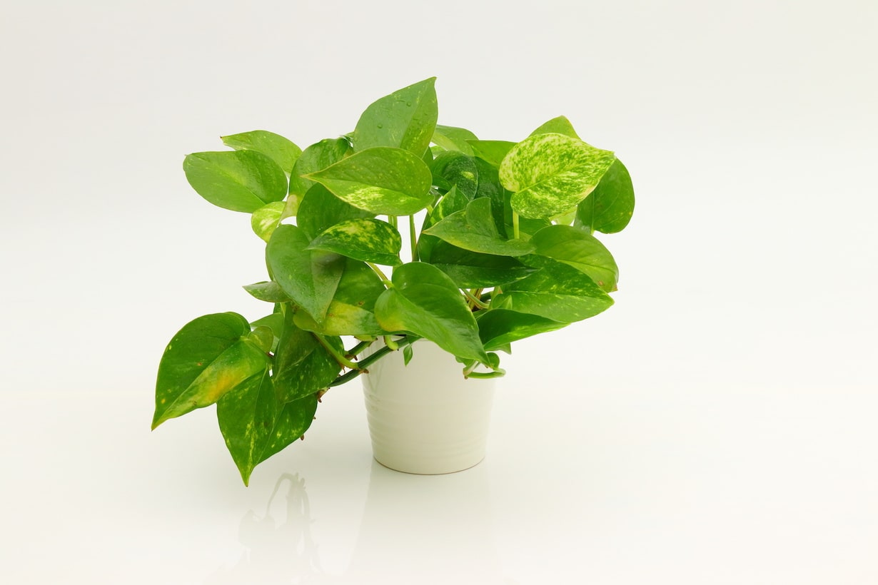 猫に安全な観葉植物とは？ おすすめ一覧や対策方法も【獣医師監修