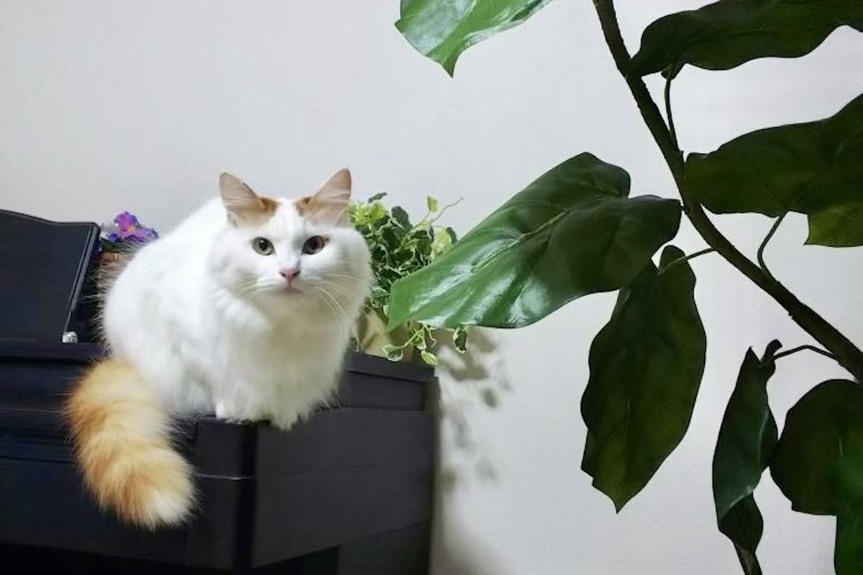 猫に安全な観葉植物とは？ おすすめ一覧や対策方法も【獣医師監修