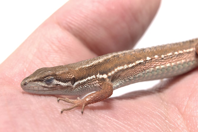 カナヘビの飼い方は難しい？飼育用品や飼育方法を赤ちゃん・成体別に解説！