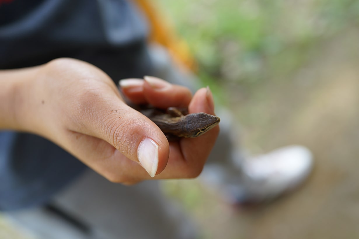 カナヘビの飼い方は難しい 飼育用品や飼育方法を赤ちゃん 成体別に解説 となりのカインズさん