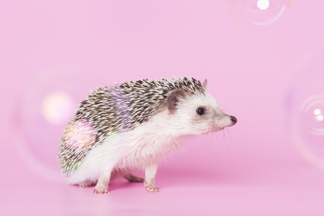 ハリネズミの飼い方 初心者向けの注意点を網羅 費用から温度まで となりのカインズさん ハリネズミの飼い方 初心者向けの注意点を網羅 費用から温度まで となりのカインズさん