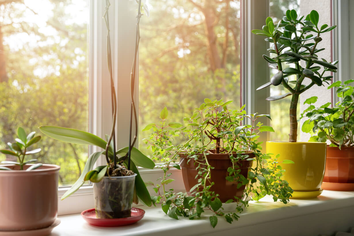 花の冬越し対策】寒さに強い植物や春に向けての準備も解説！ | となり