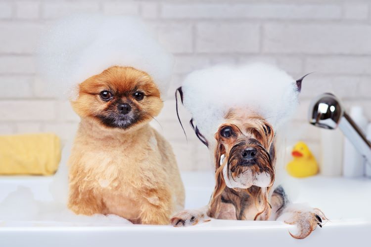 犬用シャンプーのおすすめ20選! 選び方や正しい洗い方も合わせて解説!