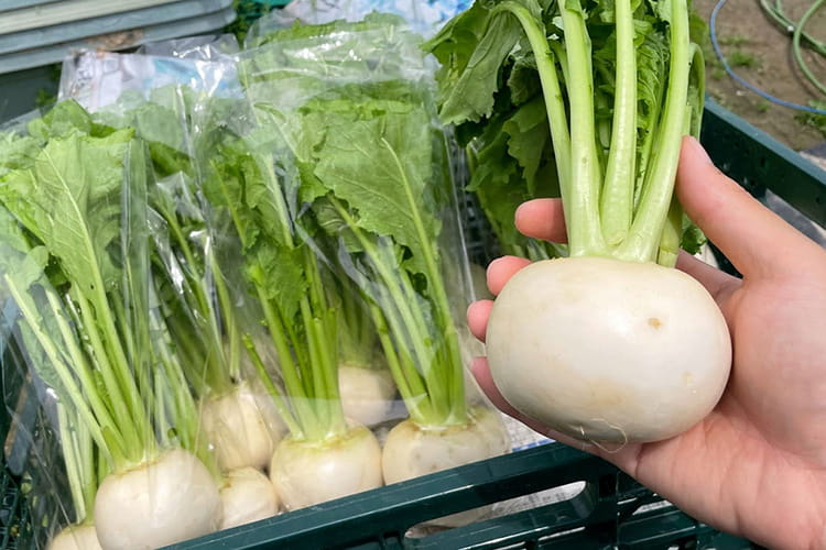 3月に植える野菜7選！プランター栽培におすすめの野菜を紹介