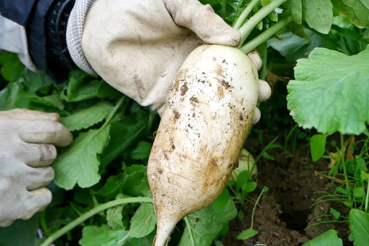 3 月 植える 野菜