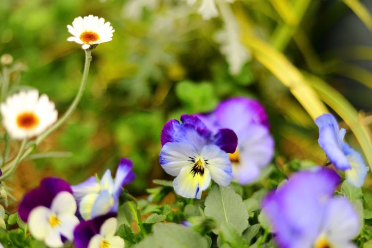 【初心者にもおすすめ】1月に咲く花・育てたい花20選