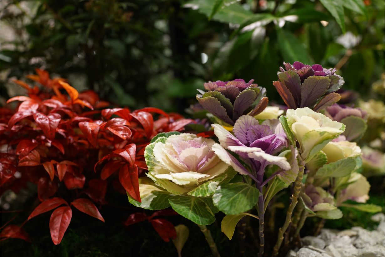 初心者にもおすすめ 冬を彩るハボタンの育て方 となりのカインズさん