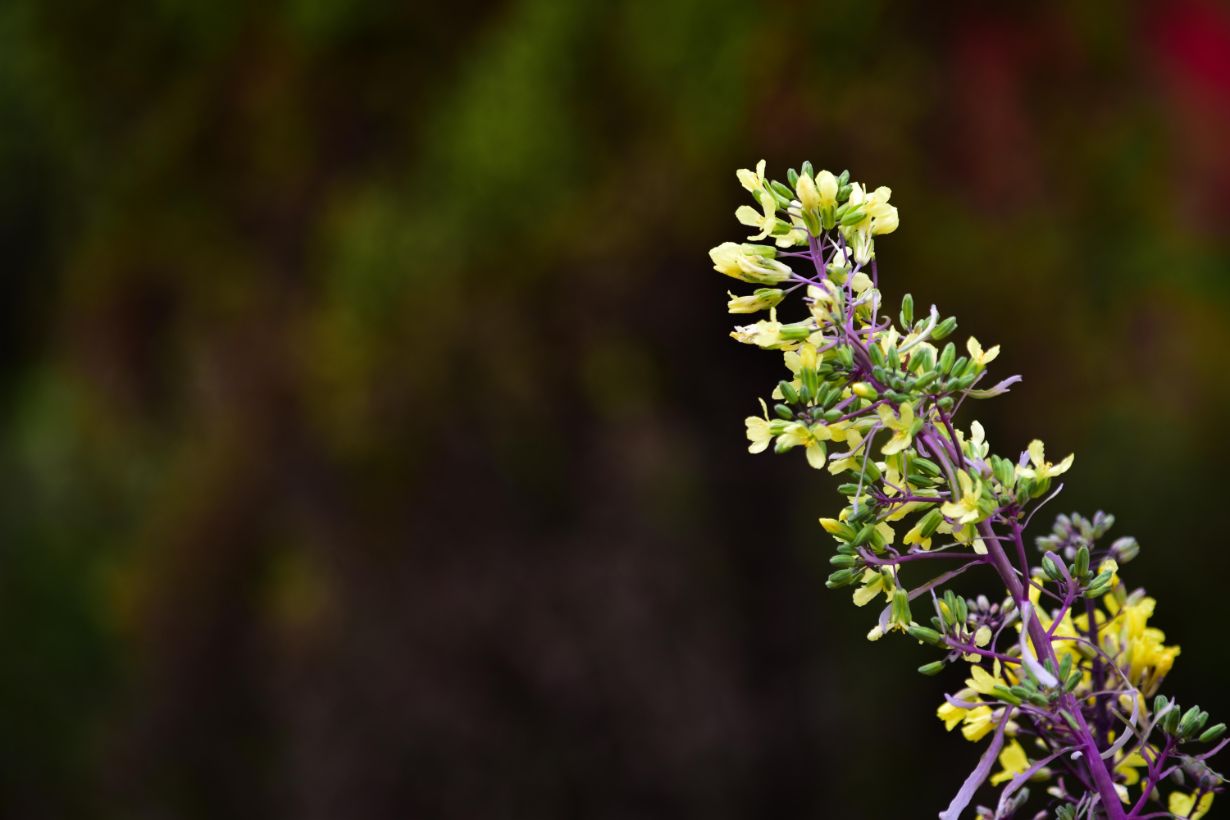 初心者にもおすすめ 冬を彩るハボタンの育て方 となりのカインズさん