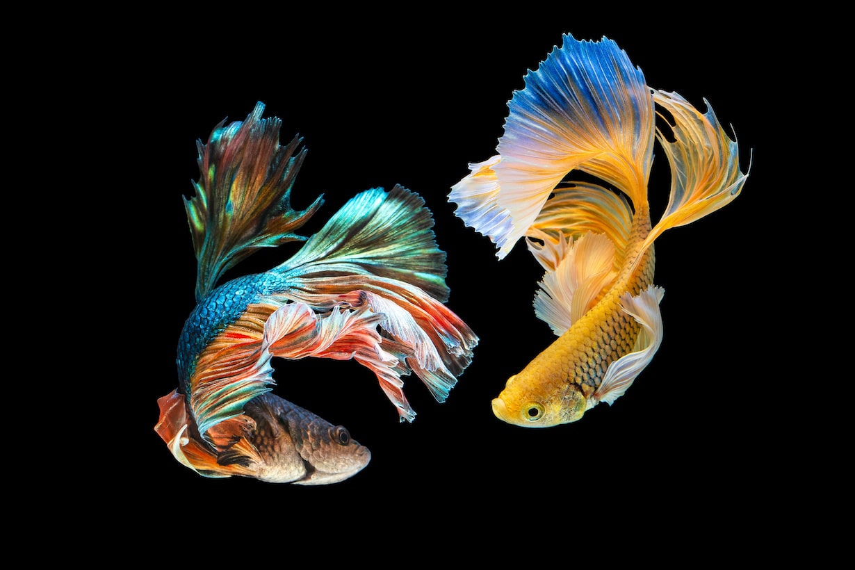 ベタの飼い方 コップやビンで飼える魚のペット 初心者でも育てやすい となりのカインズさん ベタの飼い方 コップやビンで飼える魚のペット 初心者でも育てやすい となりのカインズさん