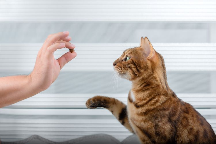 猫用おやつのおすすめ20選! 正しい選び方や与えるときの注意点を総解説!