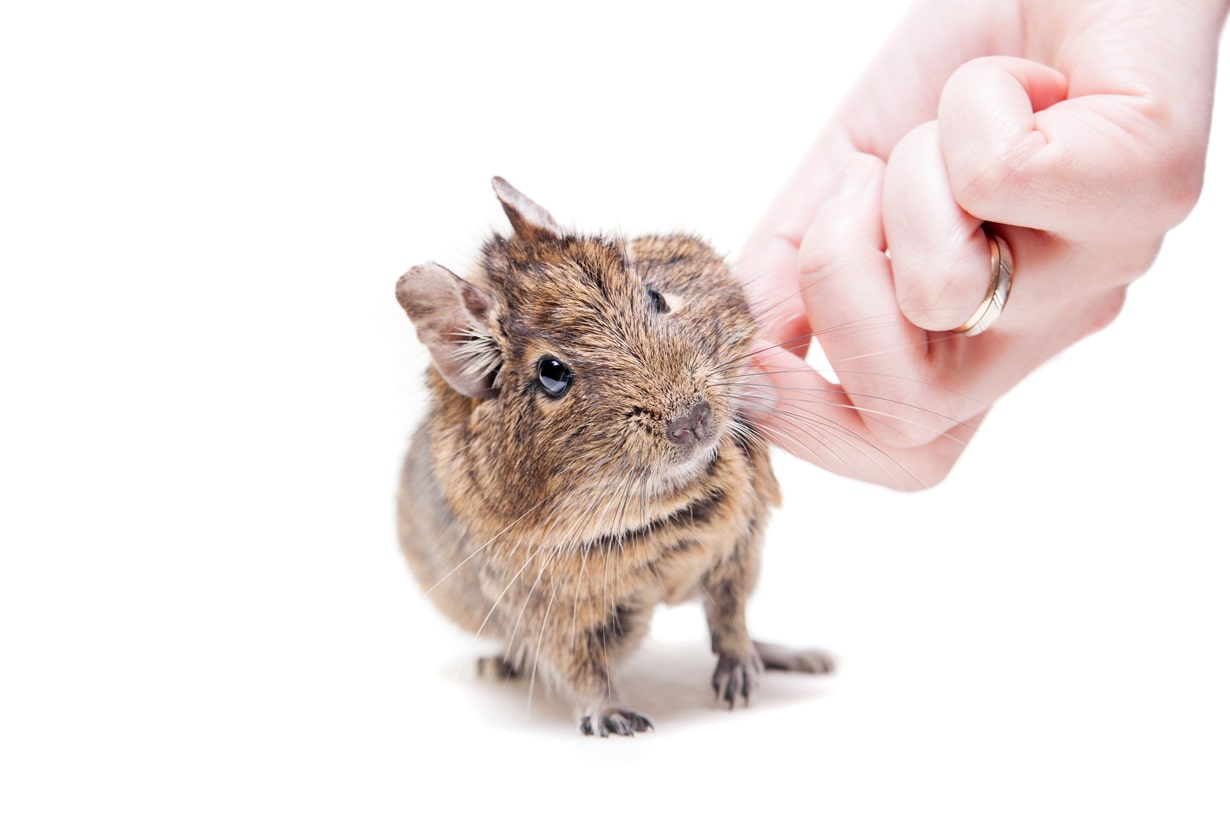 初心者でもできるデグーの飼い方！ 温度管理や砂浴びのさせ方など注意点も解説 | となりのカインズさん