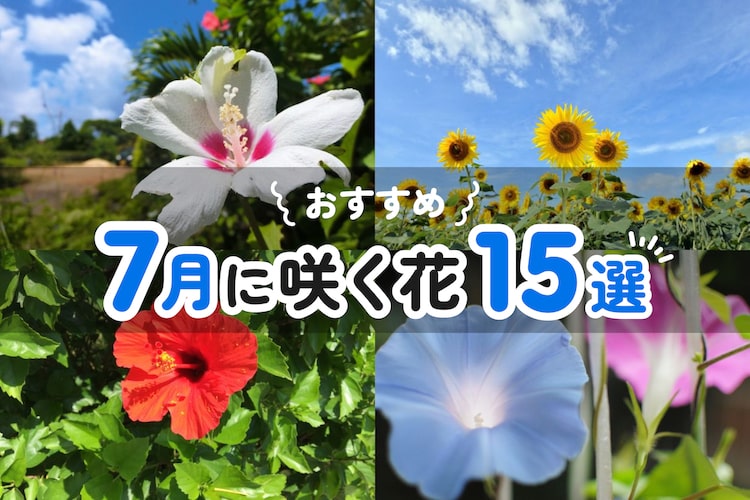 7月に咲く花15選! 夏に室内や庭先を華やかに彩る花