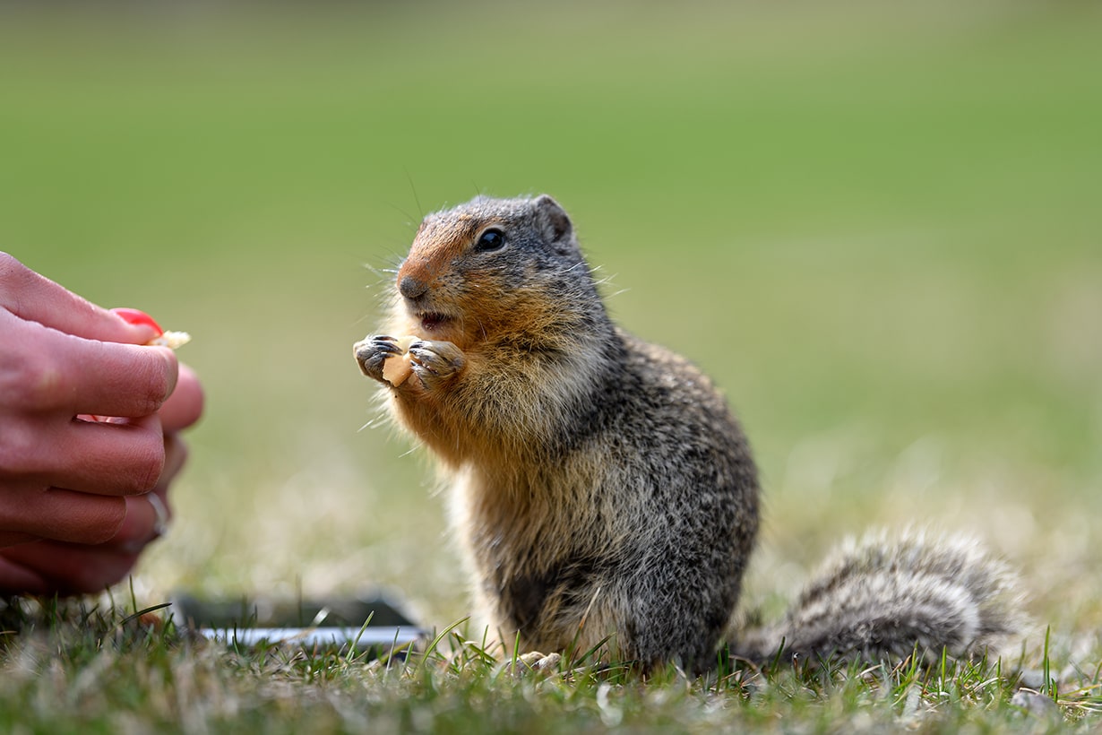 リスの飼い方 初心者におすすめの種類や用意するものを幅広く解説 となりのカインズさん