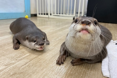 出目金の飼い方は普通の金魚と違う？ 大切な目を傷つけない飼育の仕方