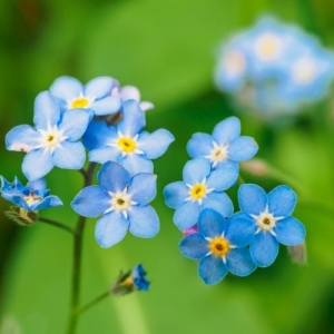 勿忘草（ワスレナグサ）の育て方【苗の選び方や種まきなど】 | となり