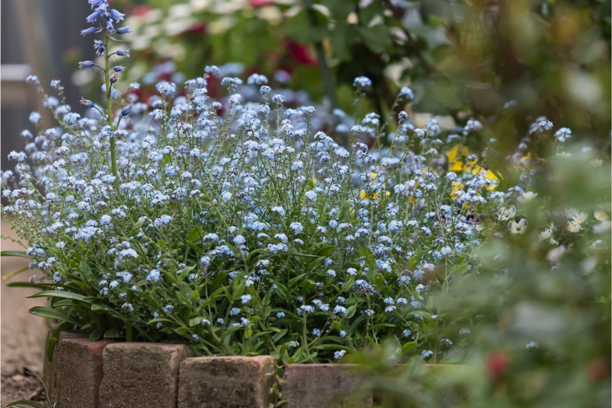勿忘草になります。 勿忘草(ワスレナグサ)の育て方｜種まきや苗植え、増やし方は？ | HORTI