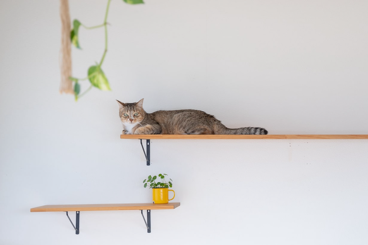 自作キャットウォーク一 キャットタワー、diy商品【週末お値下げ】 自作キャットウォーク一 キャットタワー、diy商品【週末お値下げ