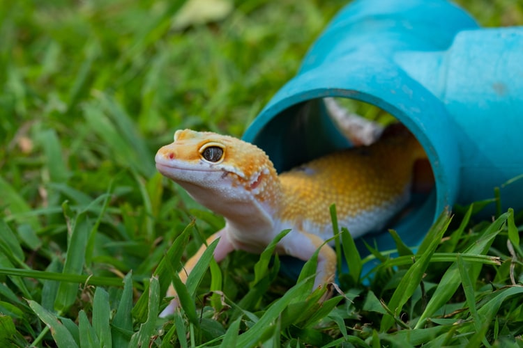 ヒョウモントカゲモドキ（レオパ）の飼い方とは？ 初心者はここだけ押さえる！