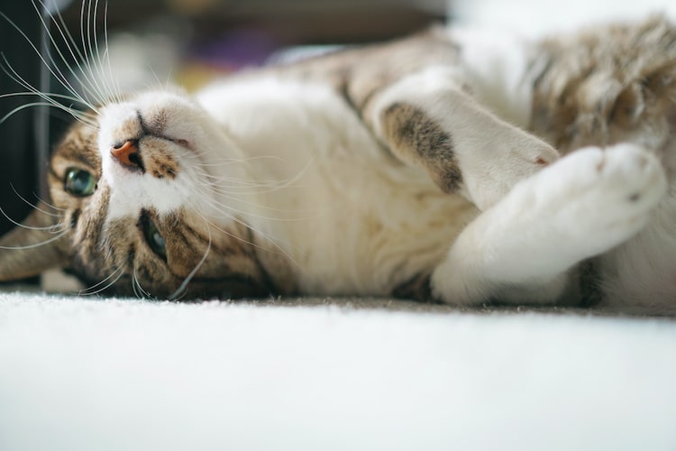 獣医師が解説｜猫の不思議なしぐさ・行動、この意味ってなに？