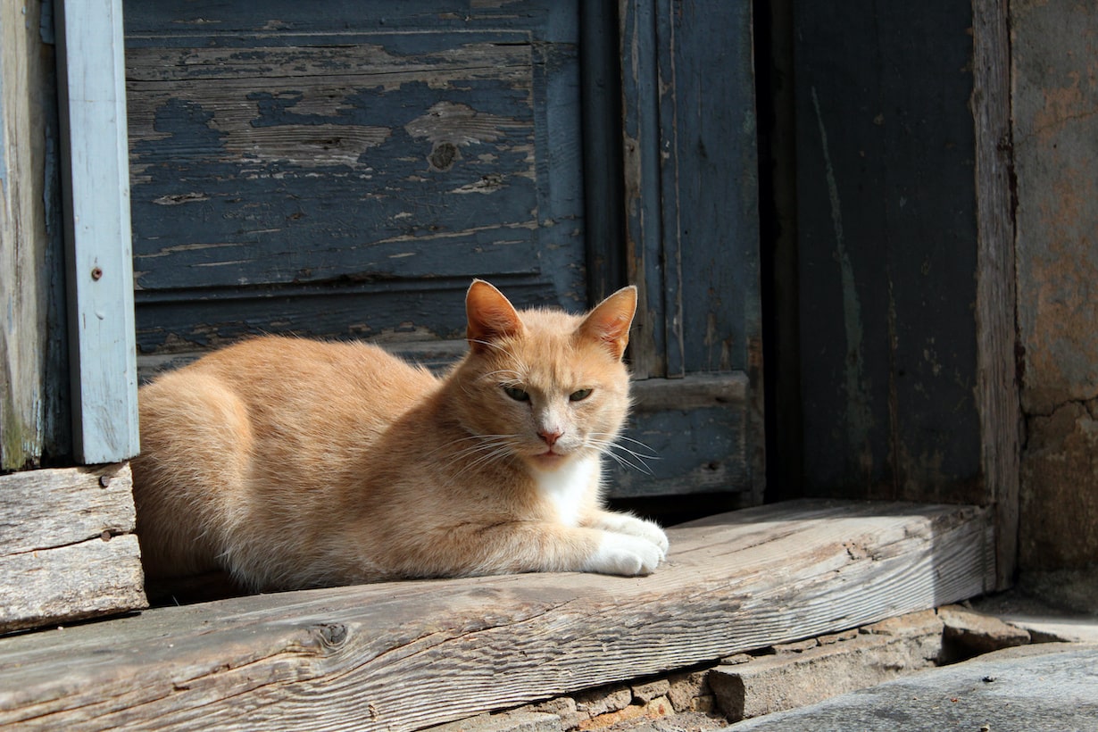 獣医師が解説 猫の不思議なしぐさ 行動 この意味ってなに となりのカインズさん