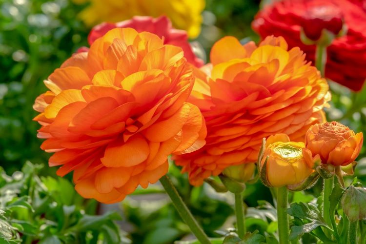 【ラナンキュラスの育て方】花をつける季節、球根を植える時期は？