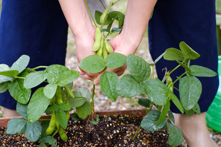 【4月に植える野菜7選】プランター栽培できる家庭菜園!初心者におすすめ野菜
