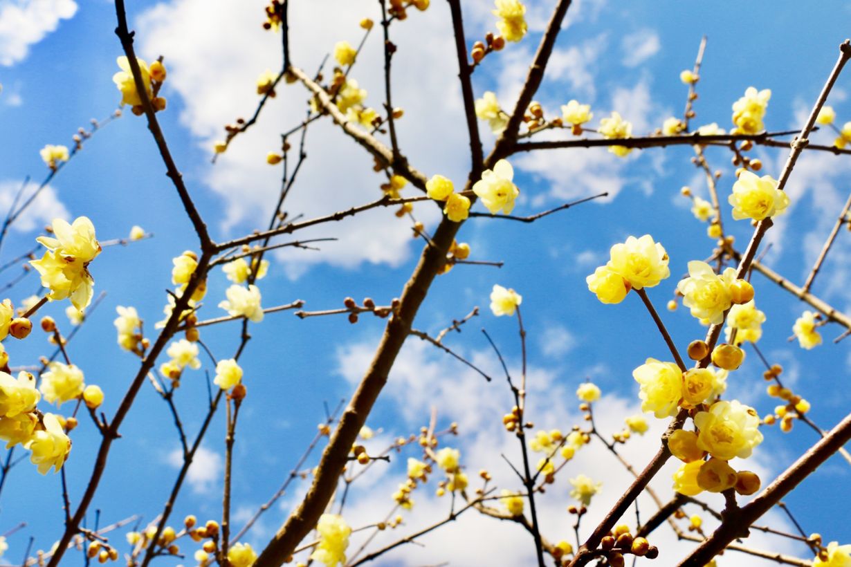 12月に咲く花15選 花の種類や育て方 となりのカインズさん
