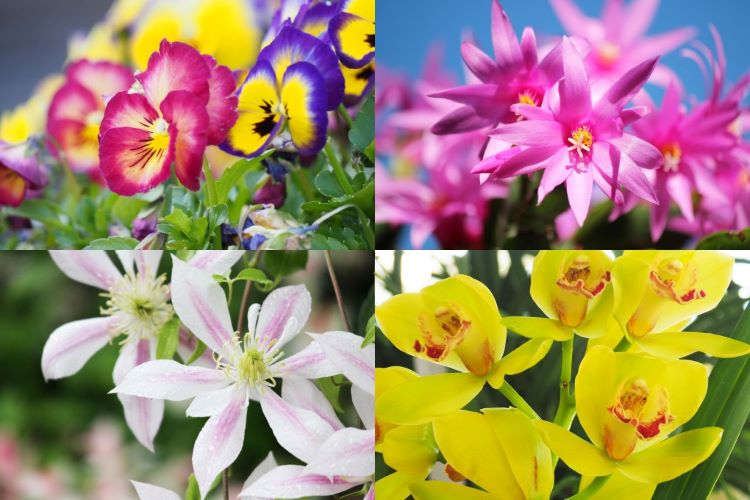 【12月の花】12月に咲く花を紹介します